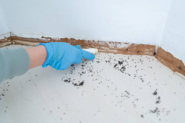 Best Wildlife Control Services  in Dunstan, ME